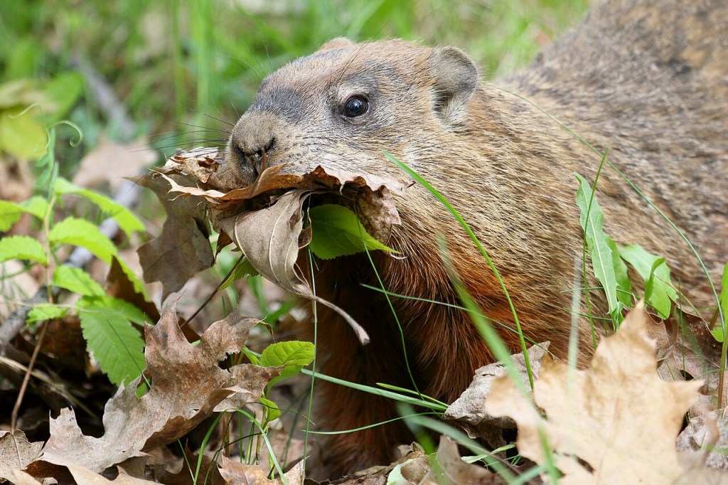 Photo of a groundhog carrying leaves in its mouth